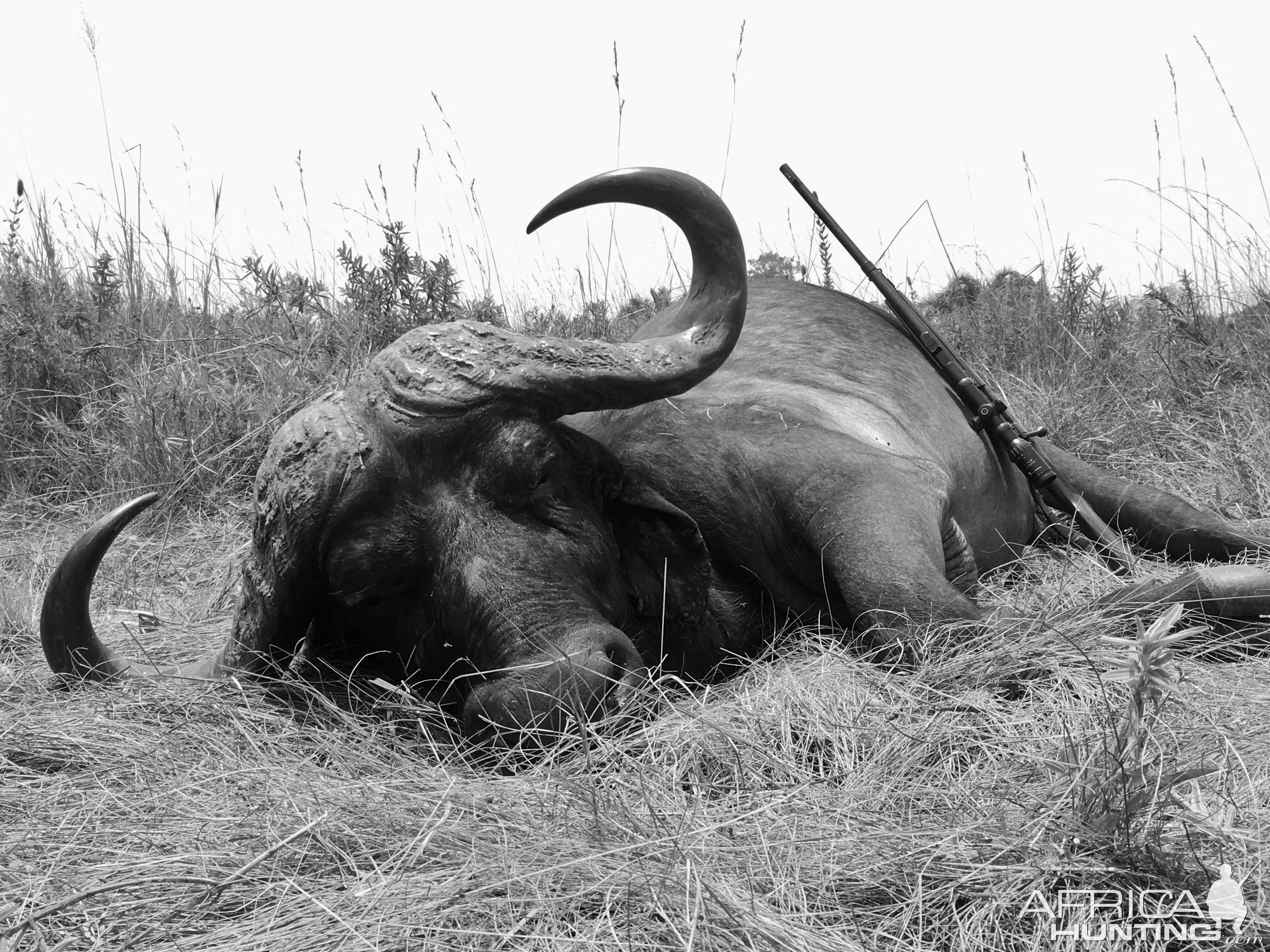 Hunt Cape Buffalo in Tanzania