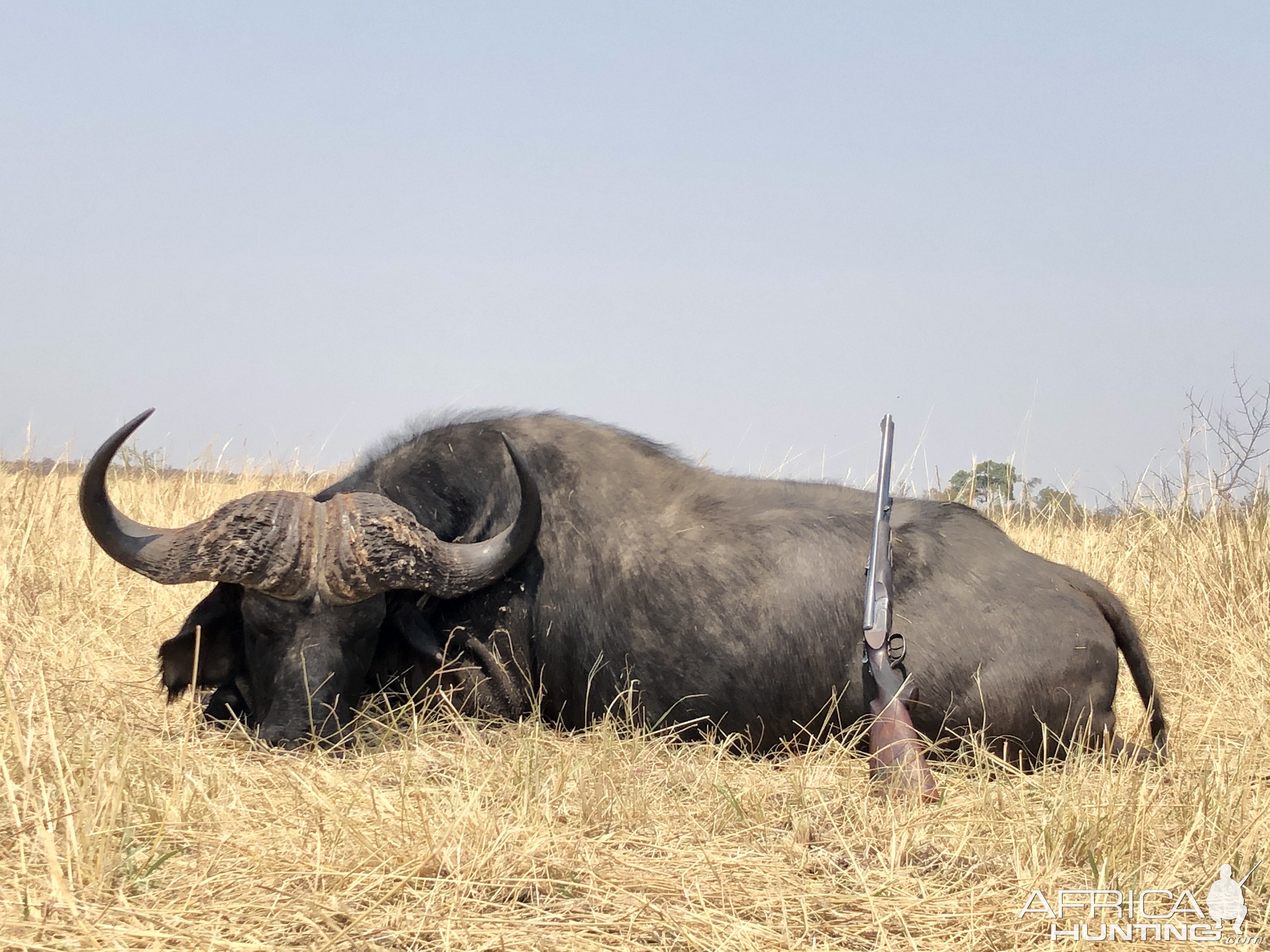 Hunt Cape Buffalo in Zimbabwe