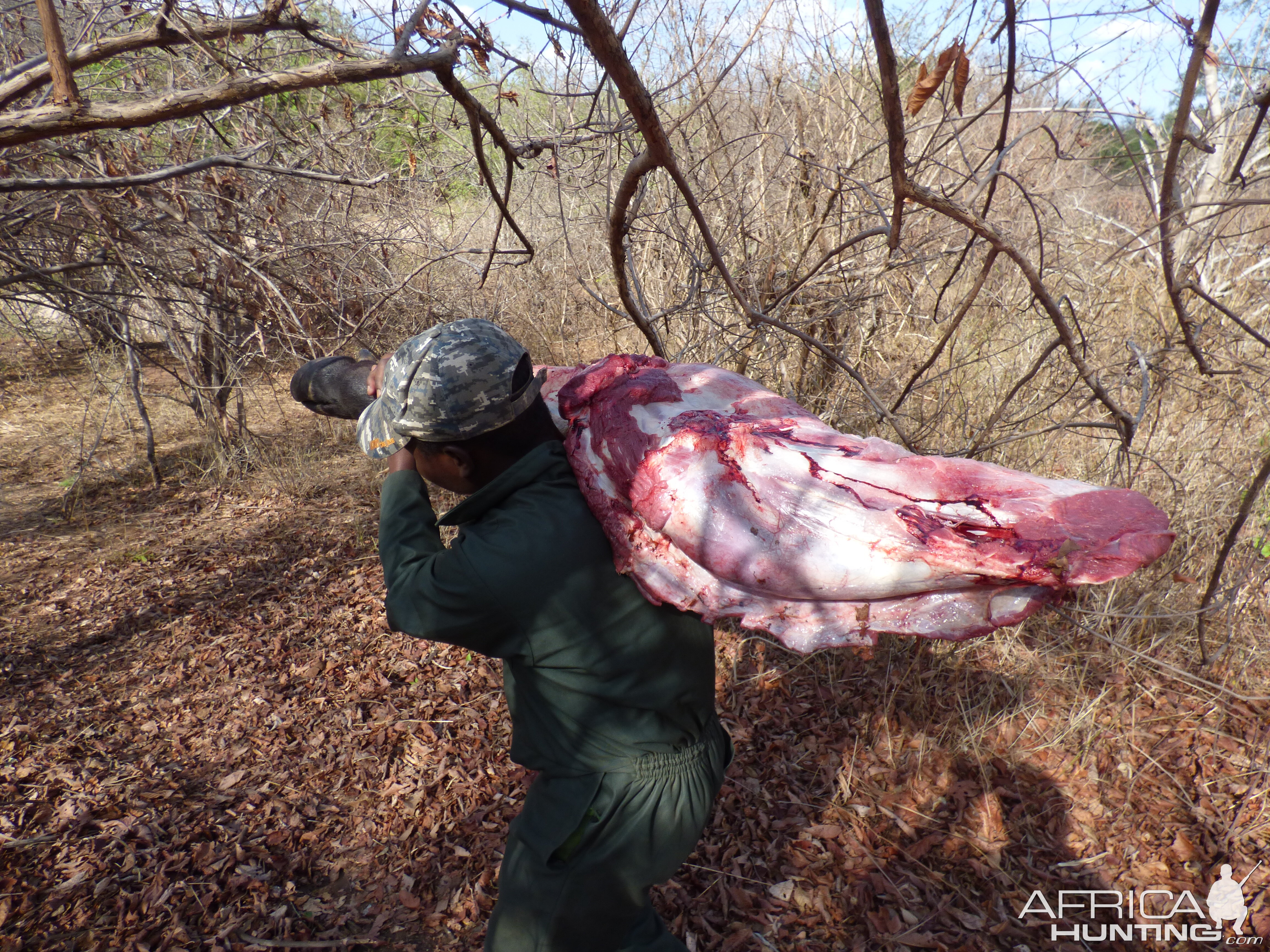 Hunt Cape Buffalo in Zimbabwe