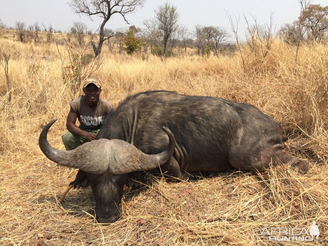 Hunt Cape Buffalo in Zimbabwe