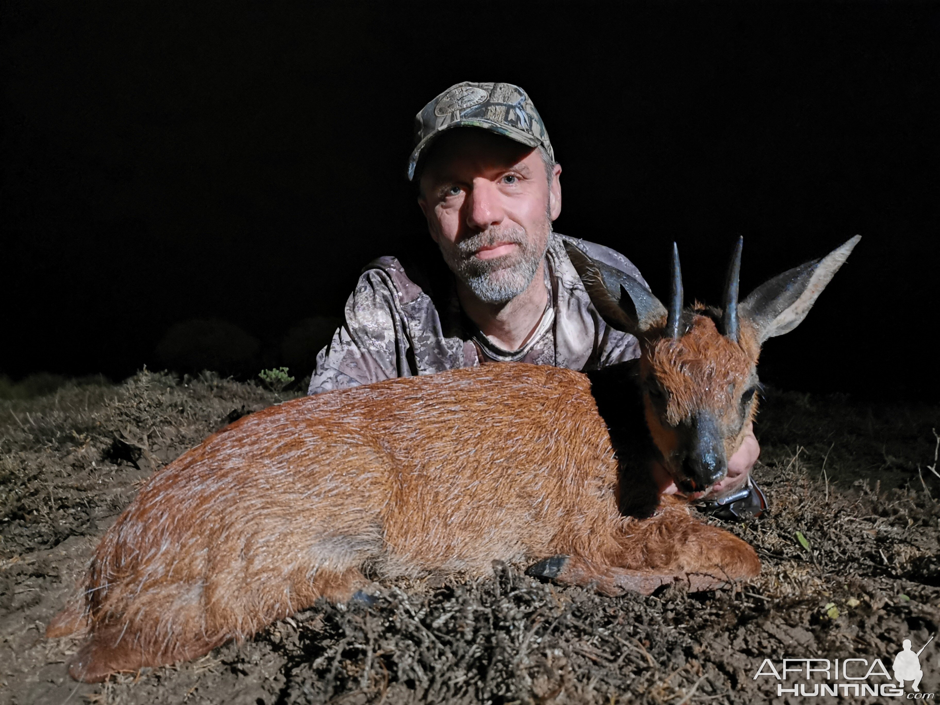 Hunt Cape Grysbok in South Africa