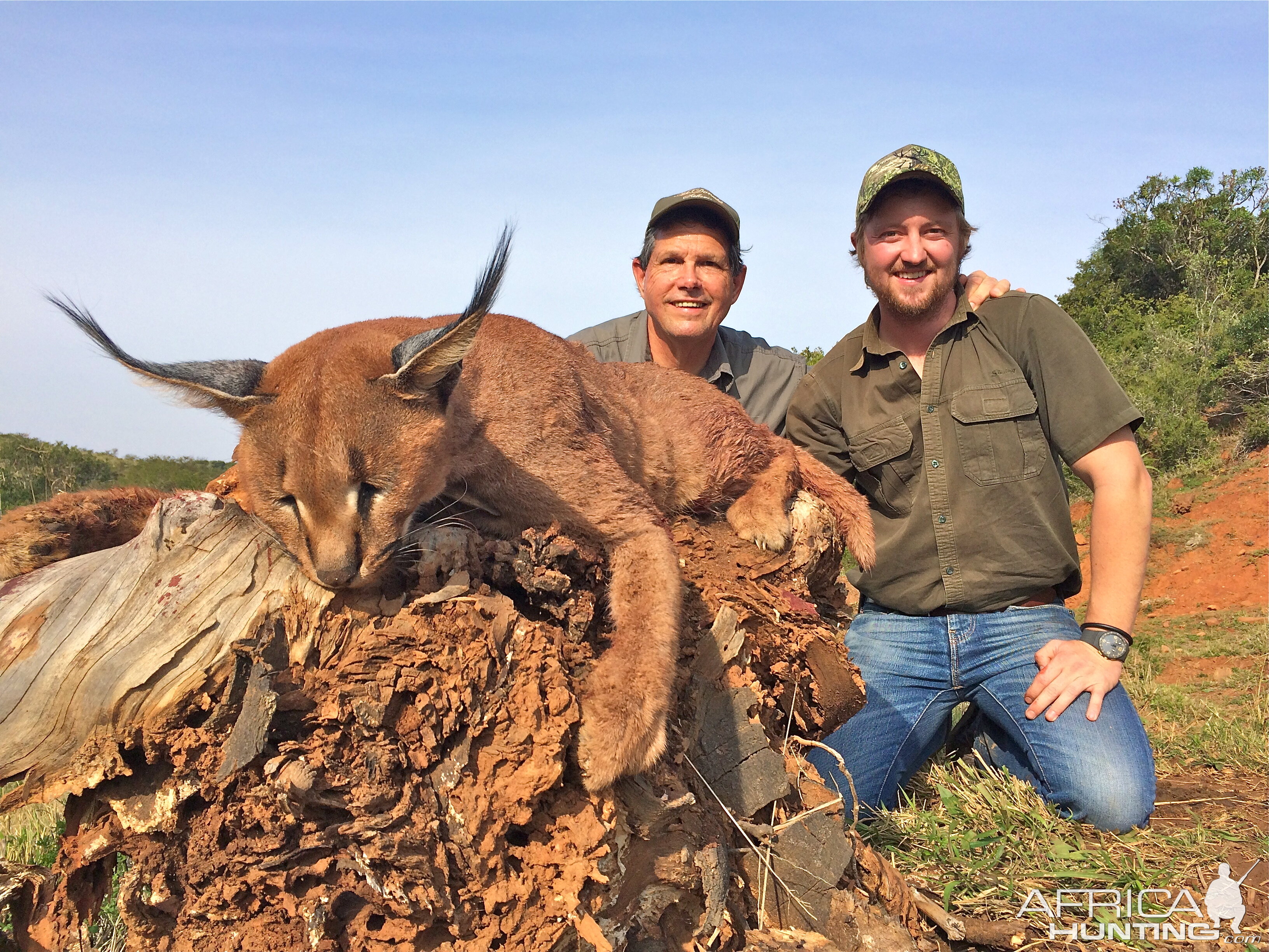 Hunt Caracal Eastern Cape South Africa