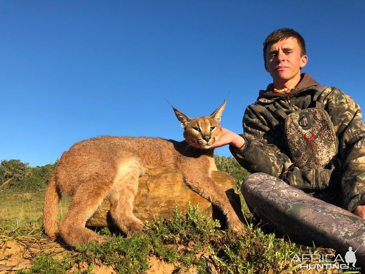 Hunt Caracal in South Africa