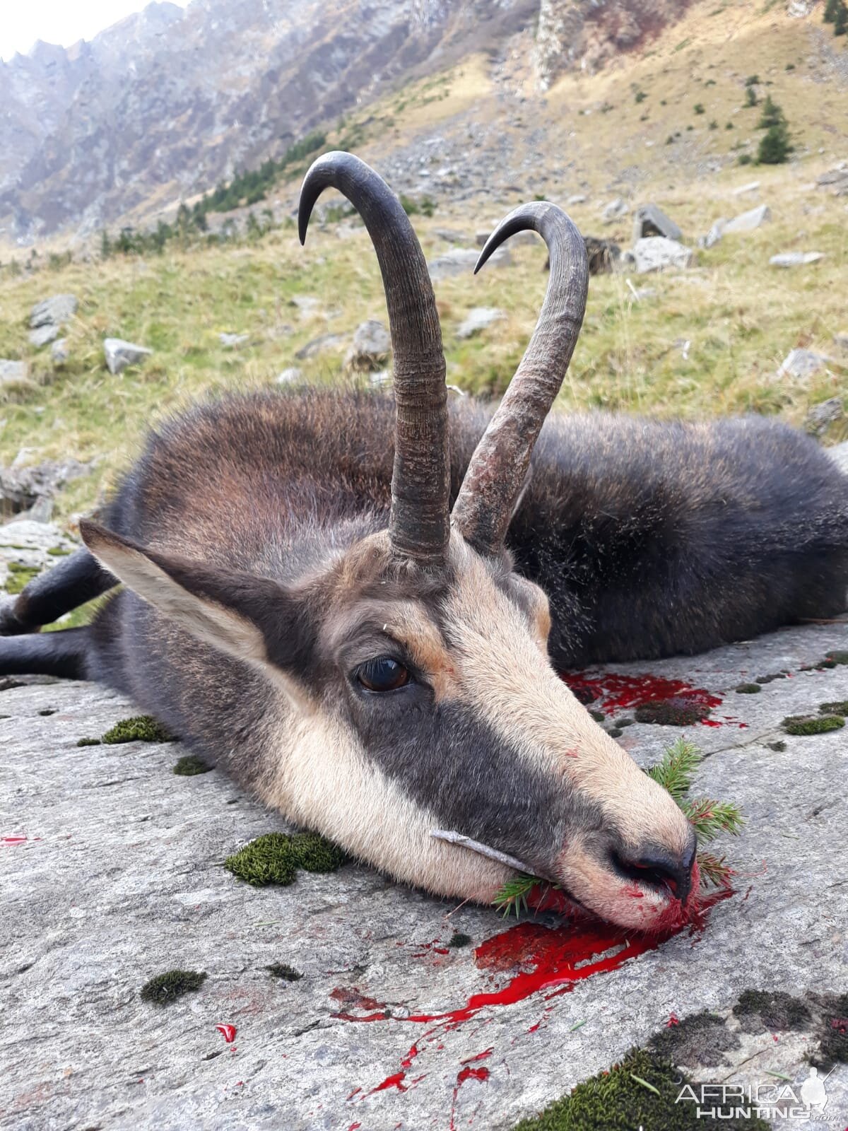 Hunt Carpathian Chamois in Romania