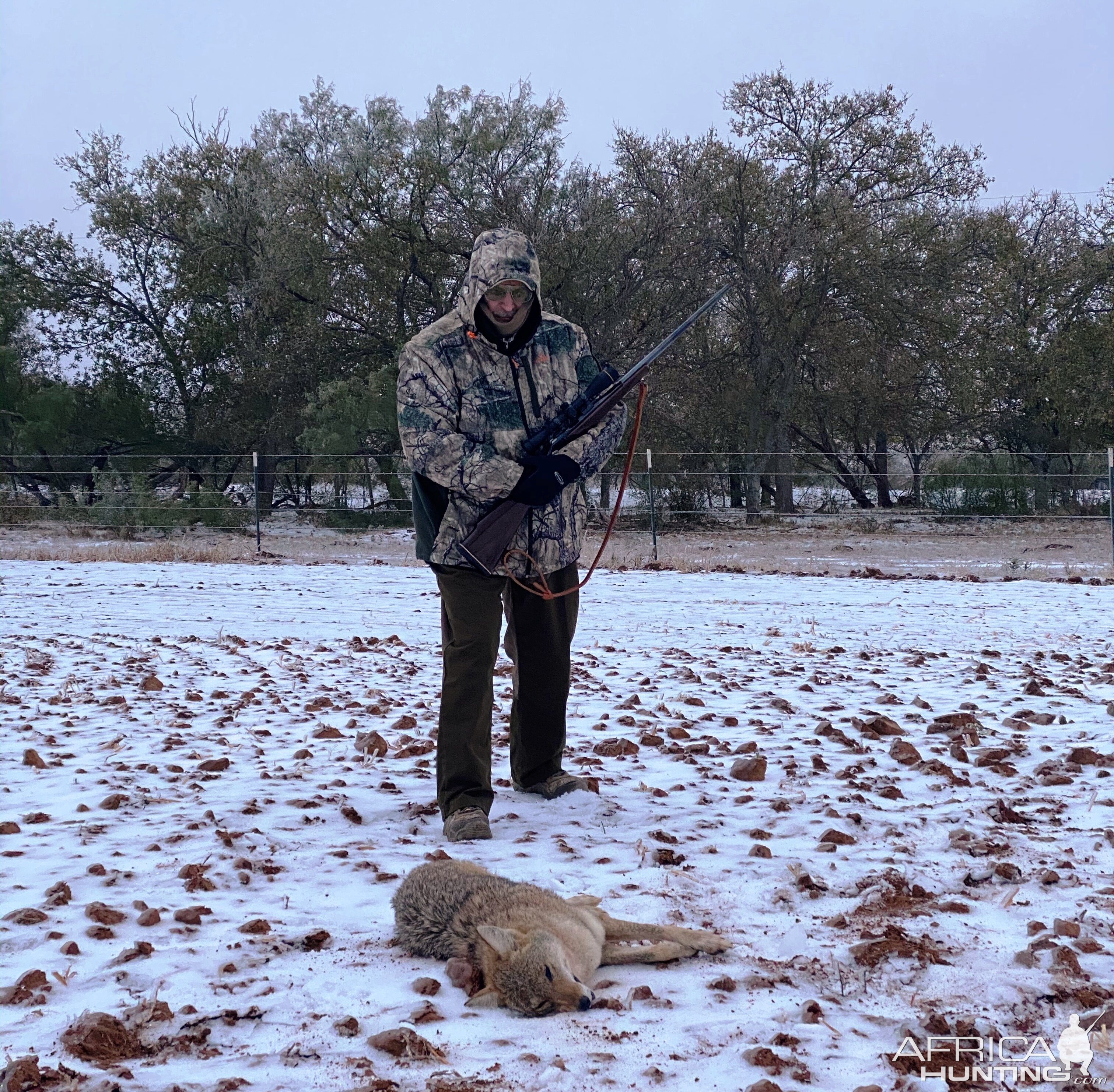 Hunt Coyote in Texas USA