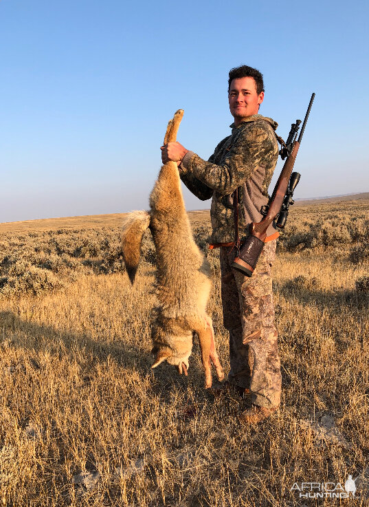 Hunt Coyote in USA