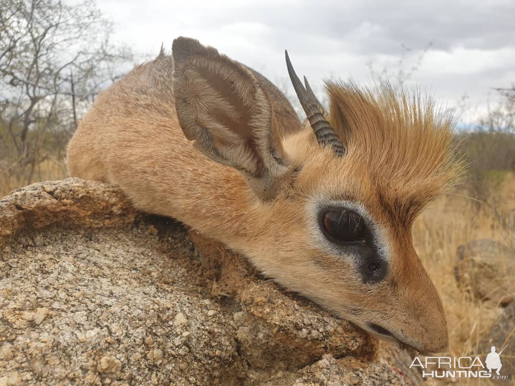 Hunt Damara-dik-dik in Namibia