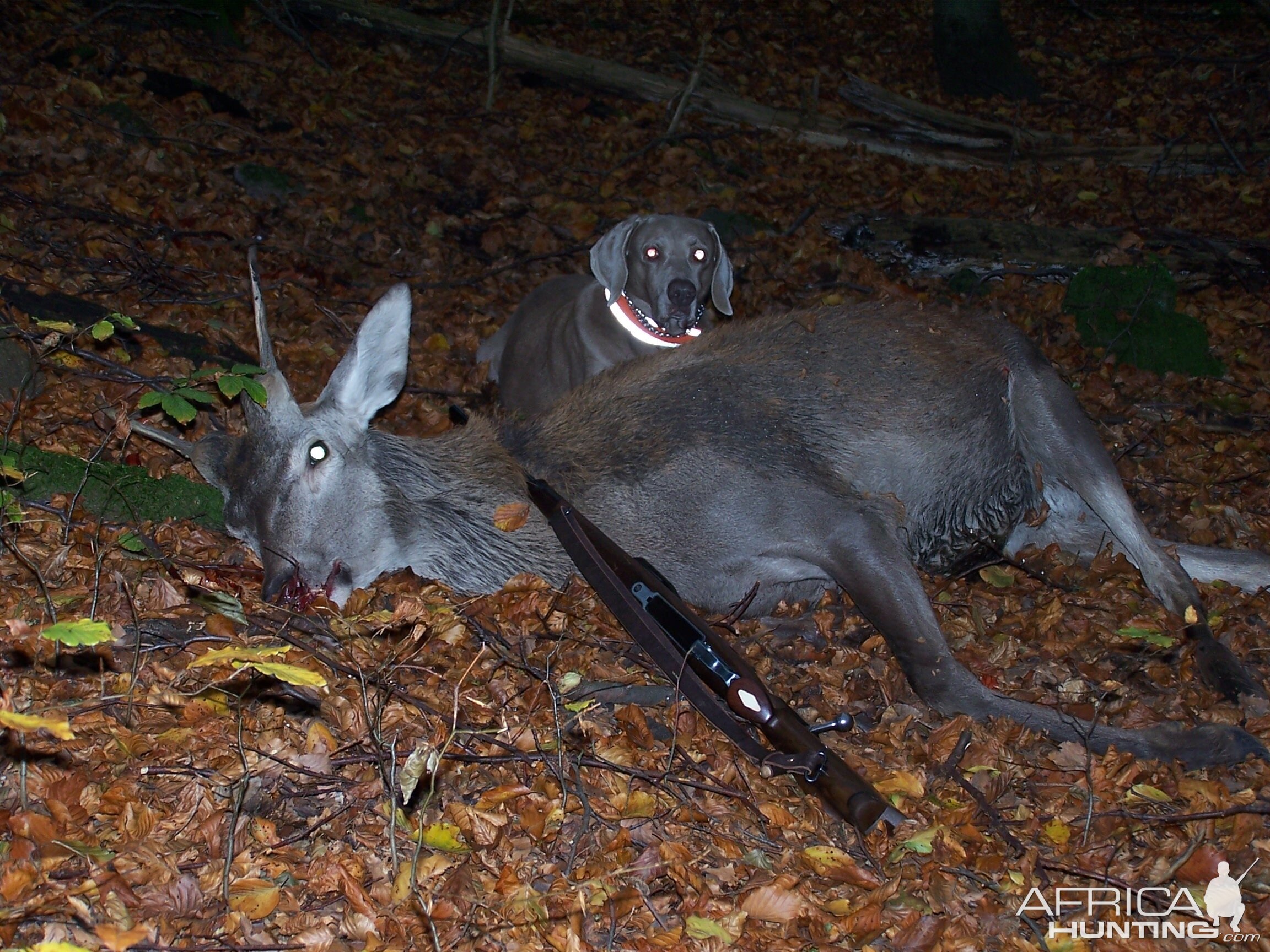 Hunt Deer in Germany