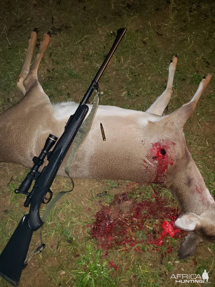 Hunt Deer in USA