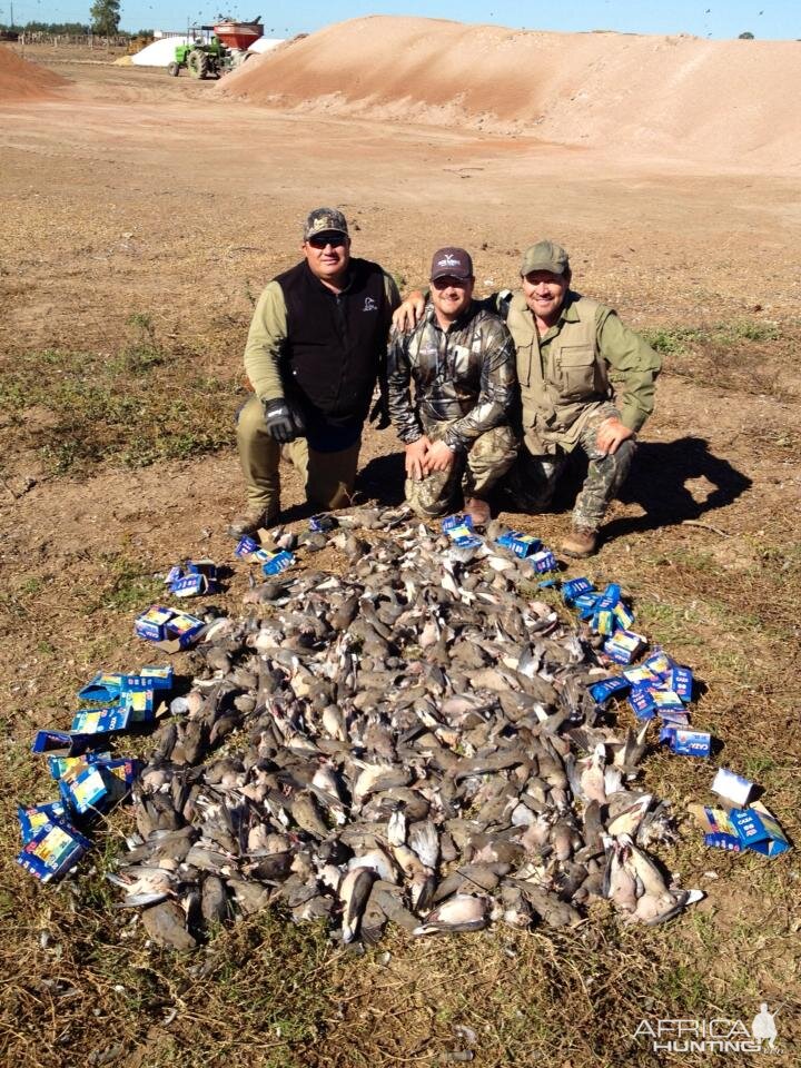 Hunt Dove in Argentina