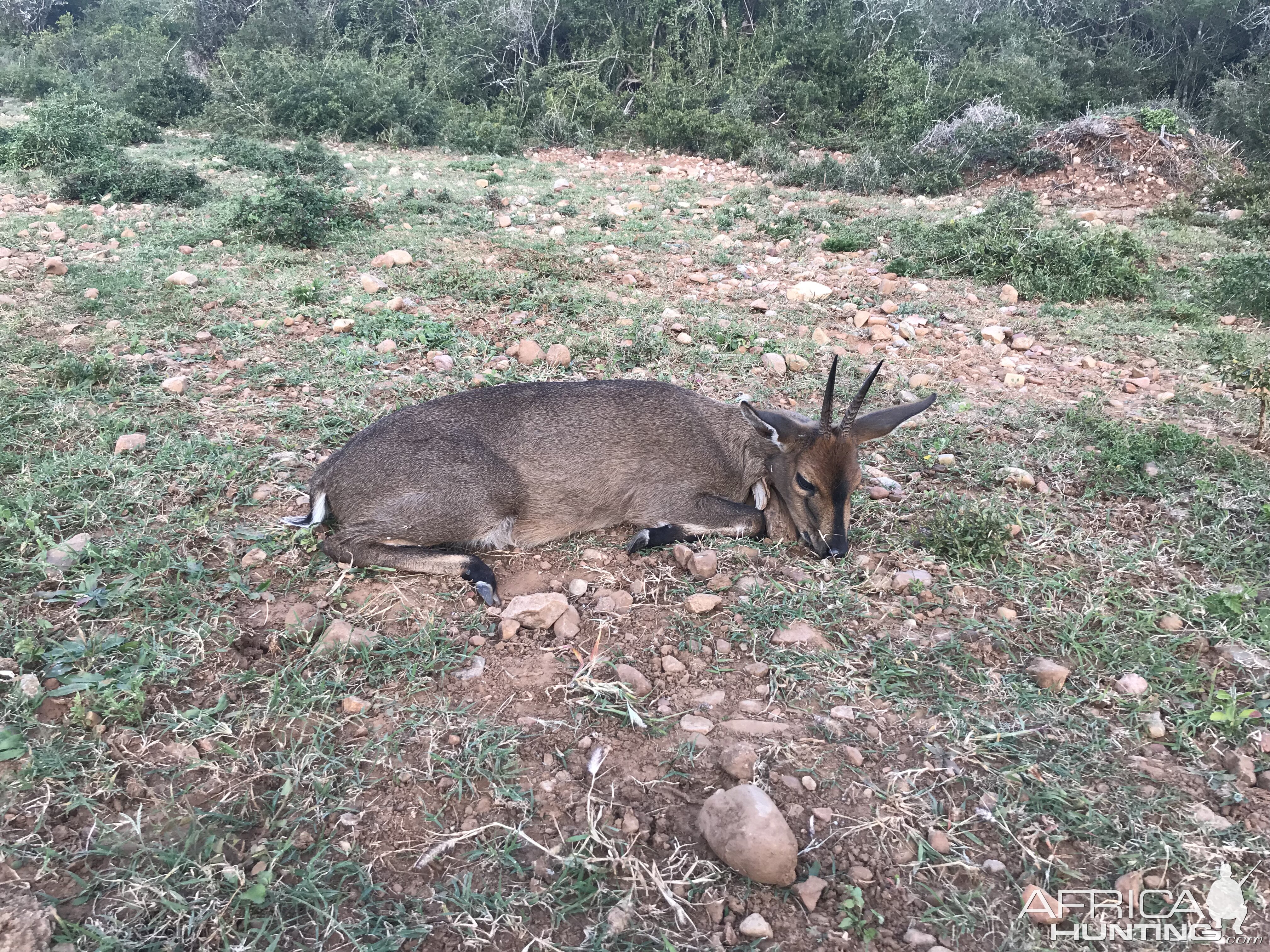 Hunt Duiker in South Africa