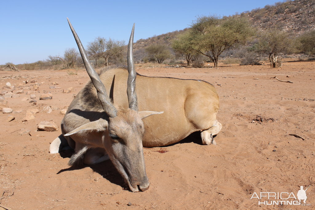 Hunt Eland Cow in Namibia