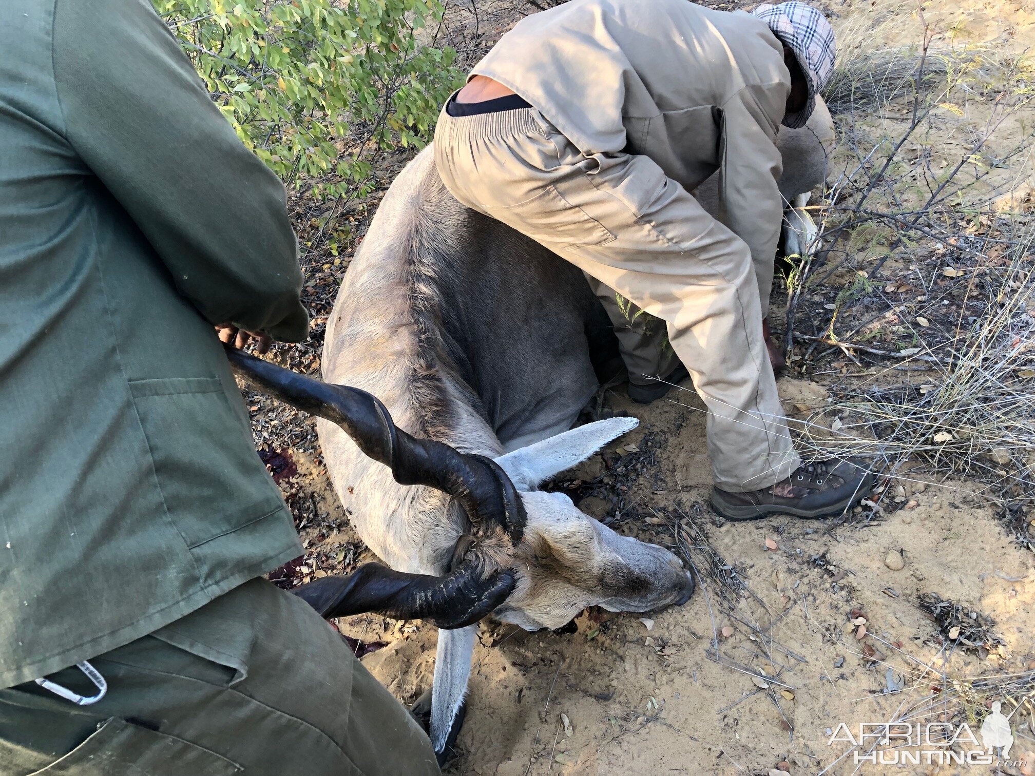 Hunt Eland in Namibia