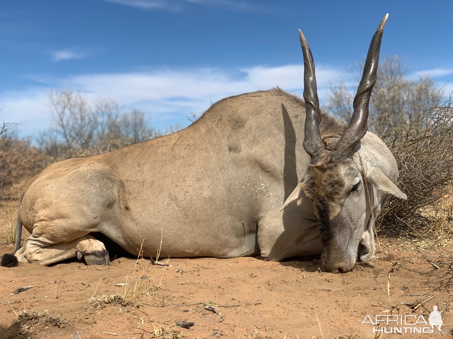 Hunt Eland in Namibia