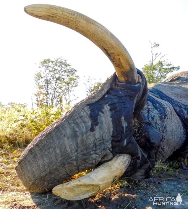 Hunt Elephant in Namibia