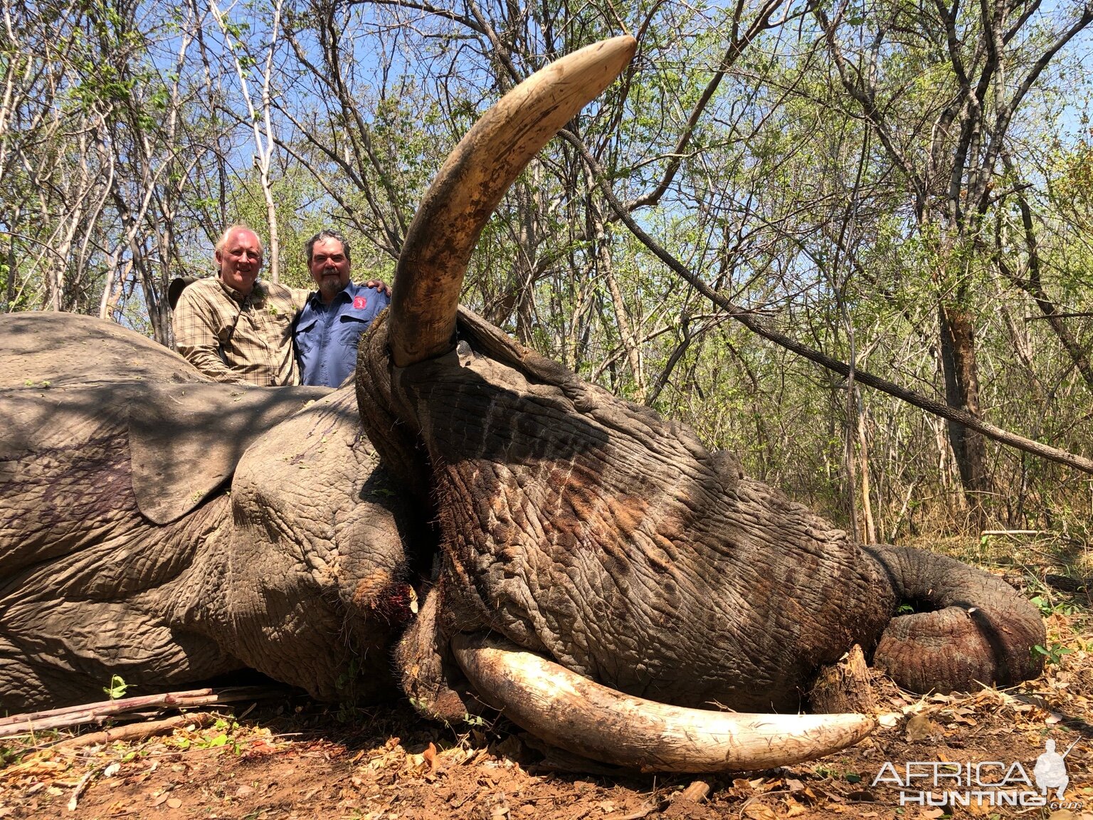 Hunt Elephant in Zimbabwe