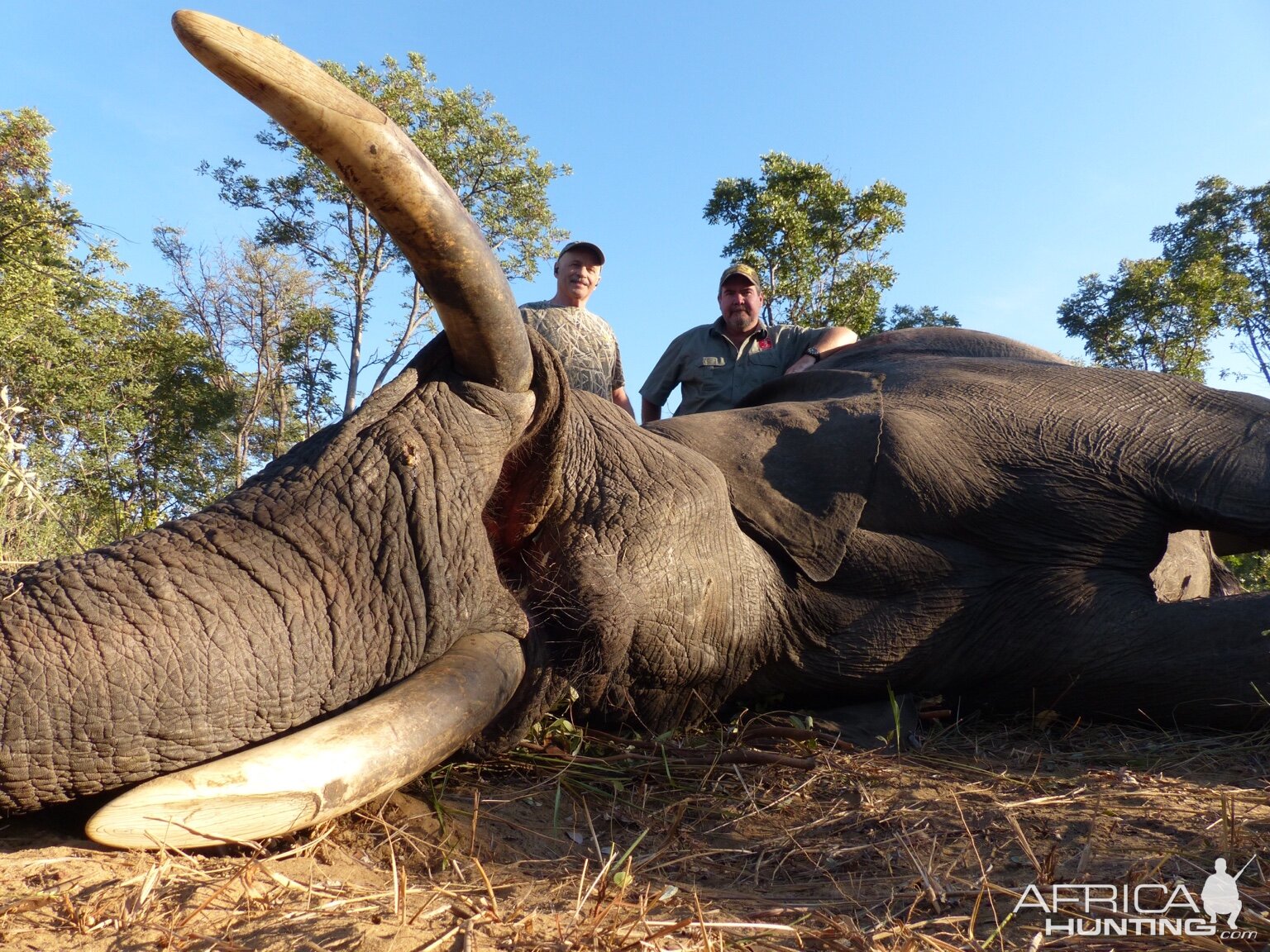 Hunt Elephant in Zimbabwe