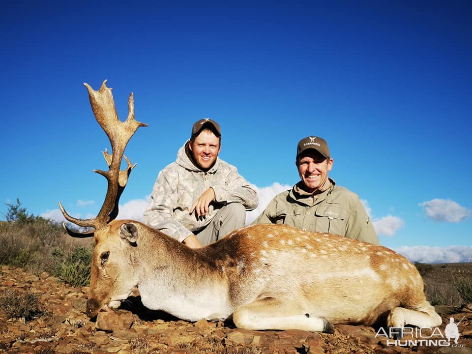 Hunt Fallow Deer in South Africa
