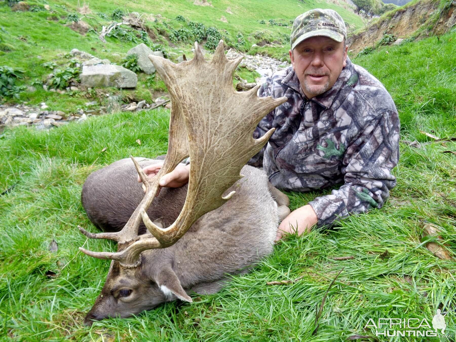 Hunt Fallow Deer New Zealand