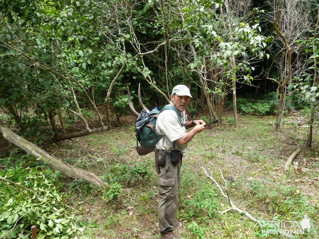Hunt Gabonese Sitatunga in Gabon