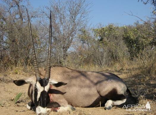 Hunt Gemsbok in South Africa