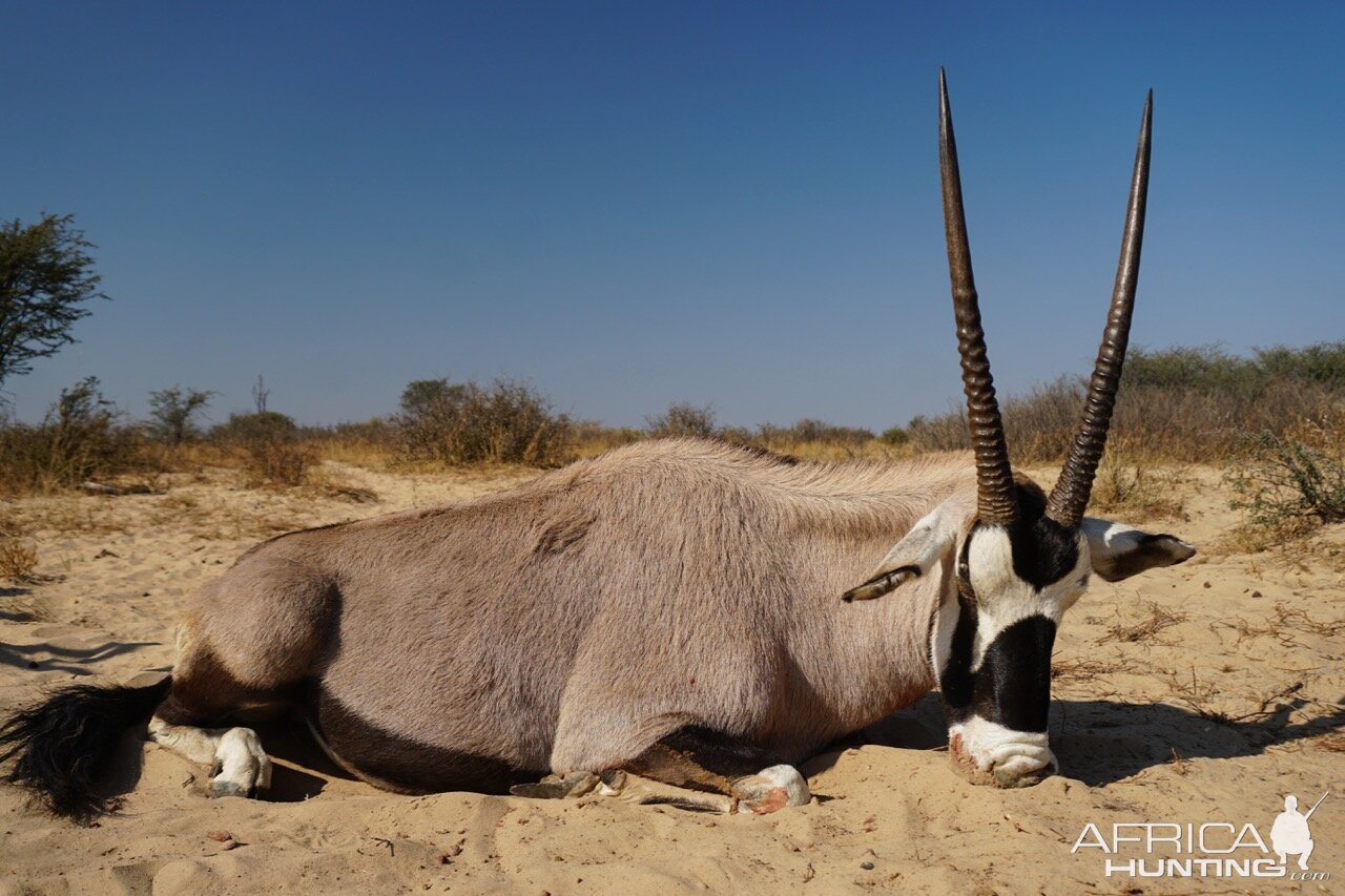 Hunt Gemsbok