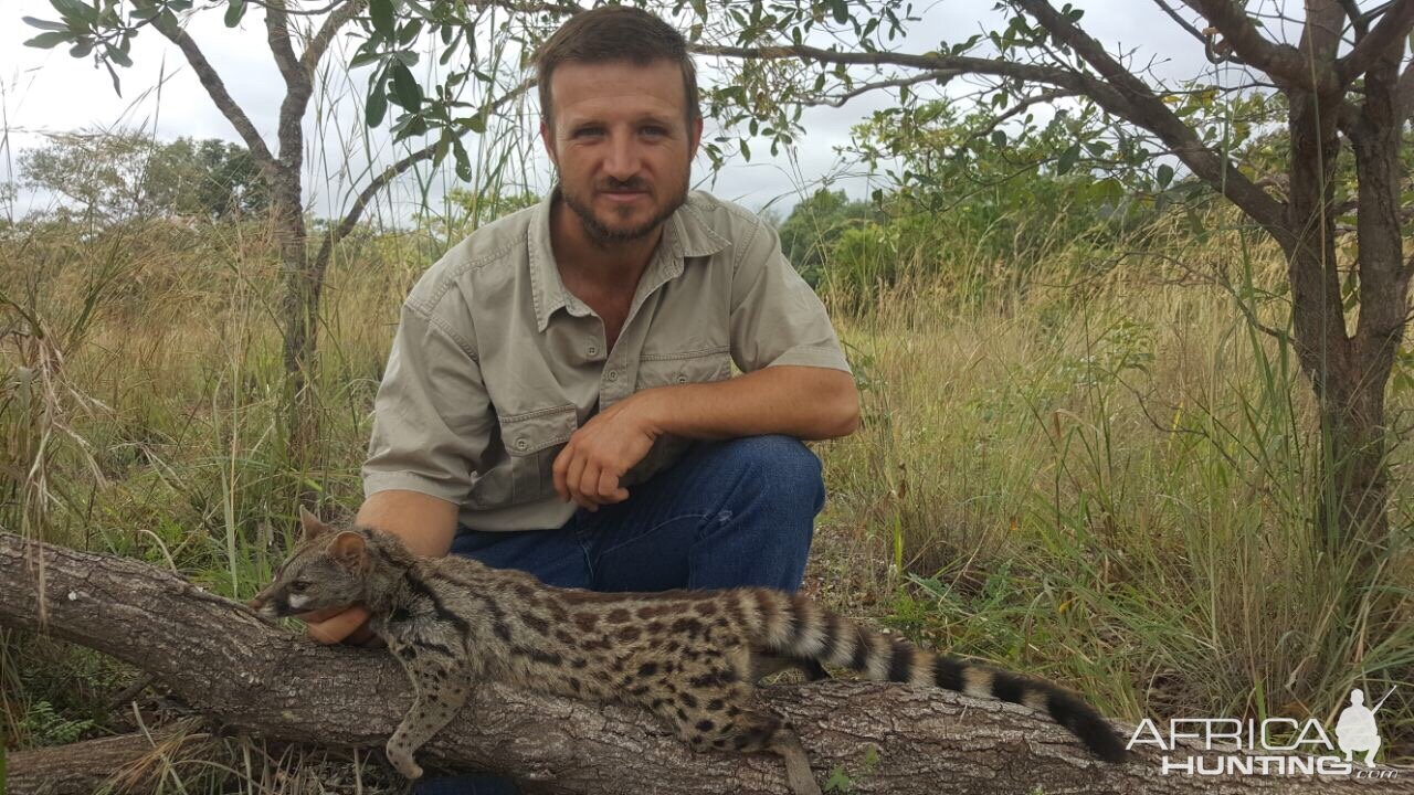 Hunt Genet Cat in South Africa