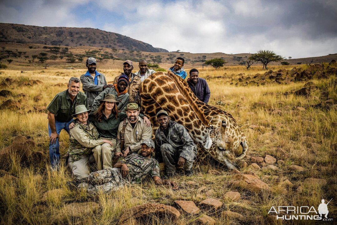 Hunt Giraffe in South Africa