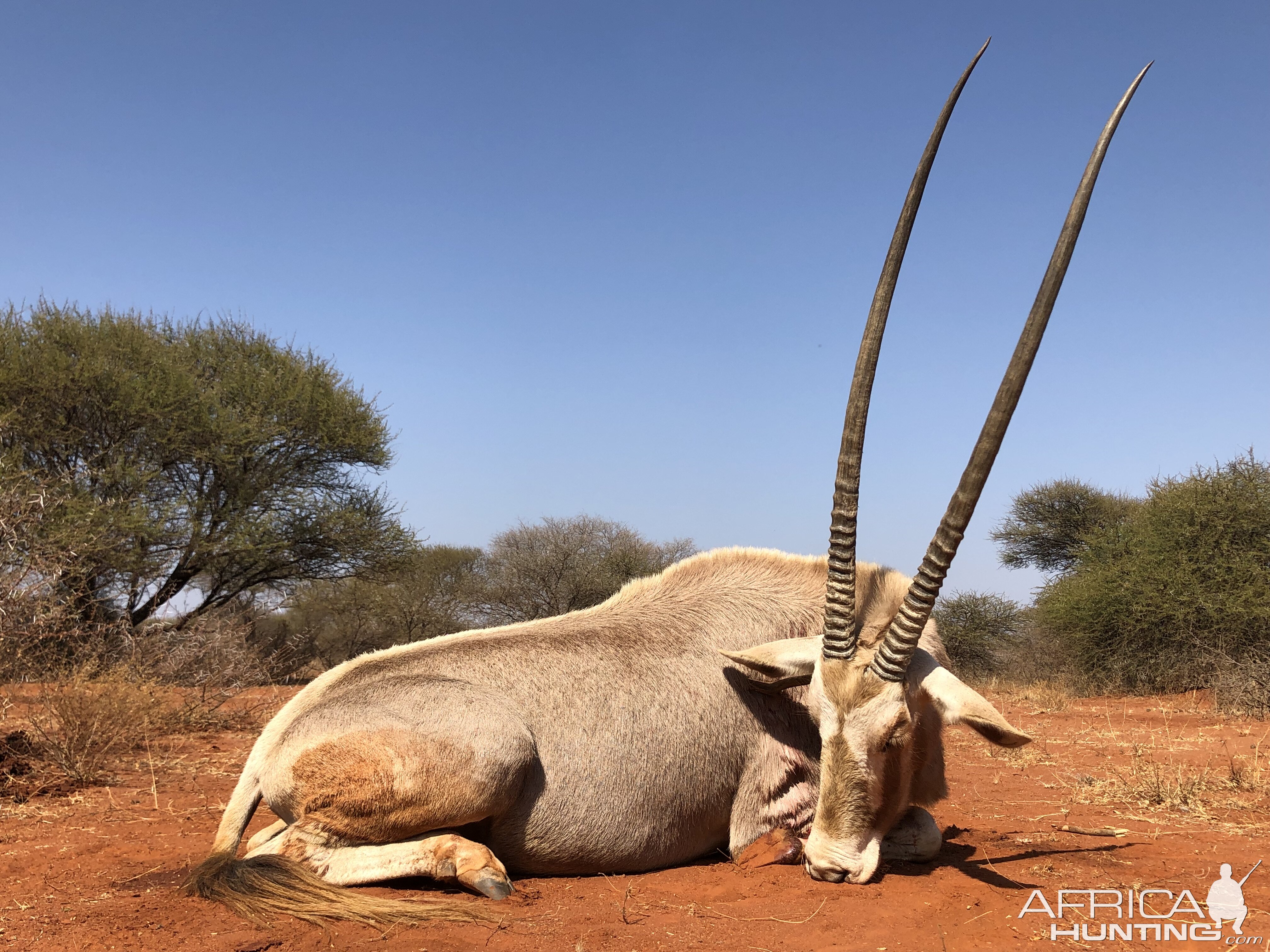 Hunt Golden Gemsbok in South Africa