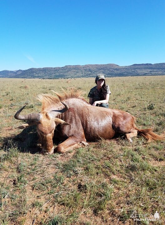 Hunt Golden Wildebeest in South Africa