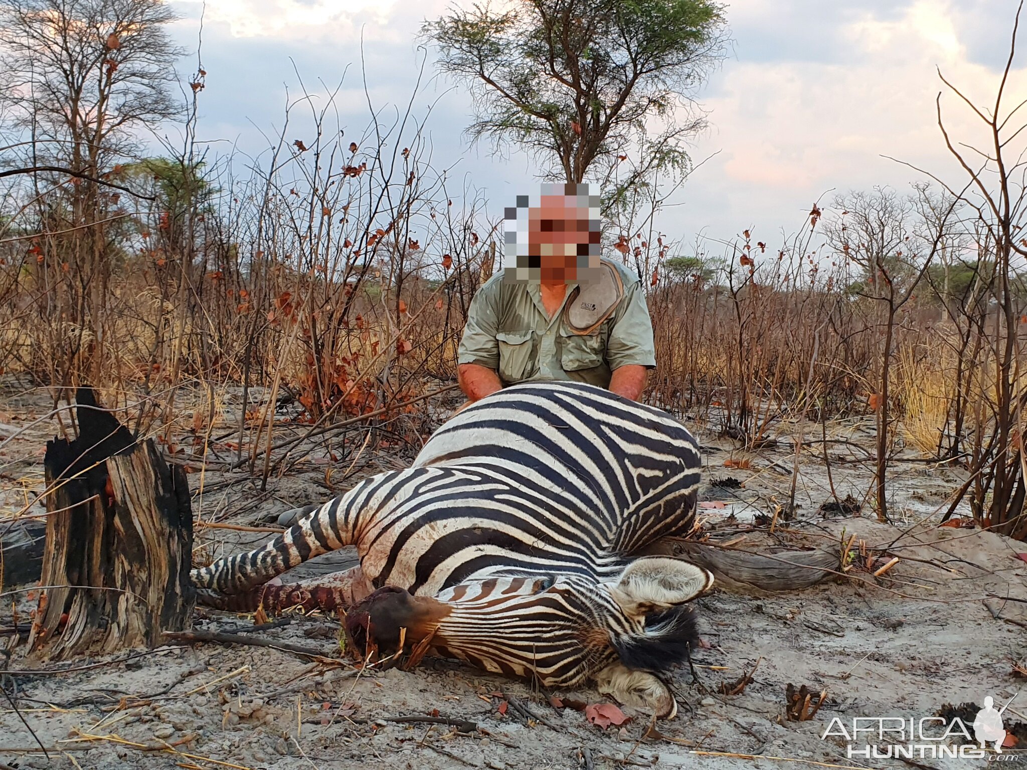 Hunt Hartmann's Mountain Zebra in Namibia