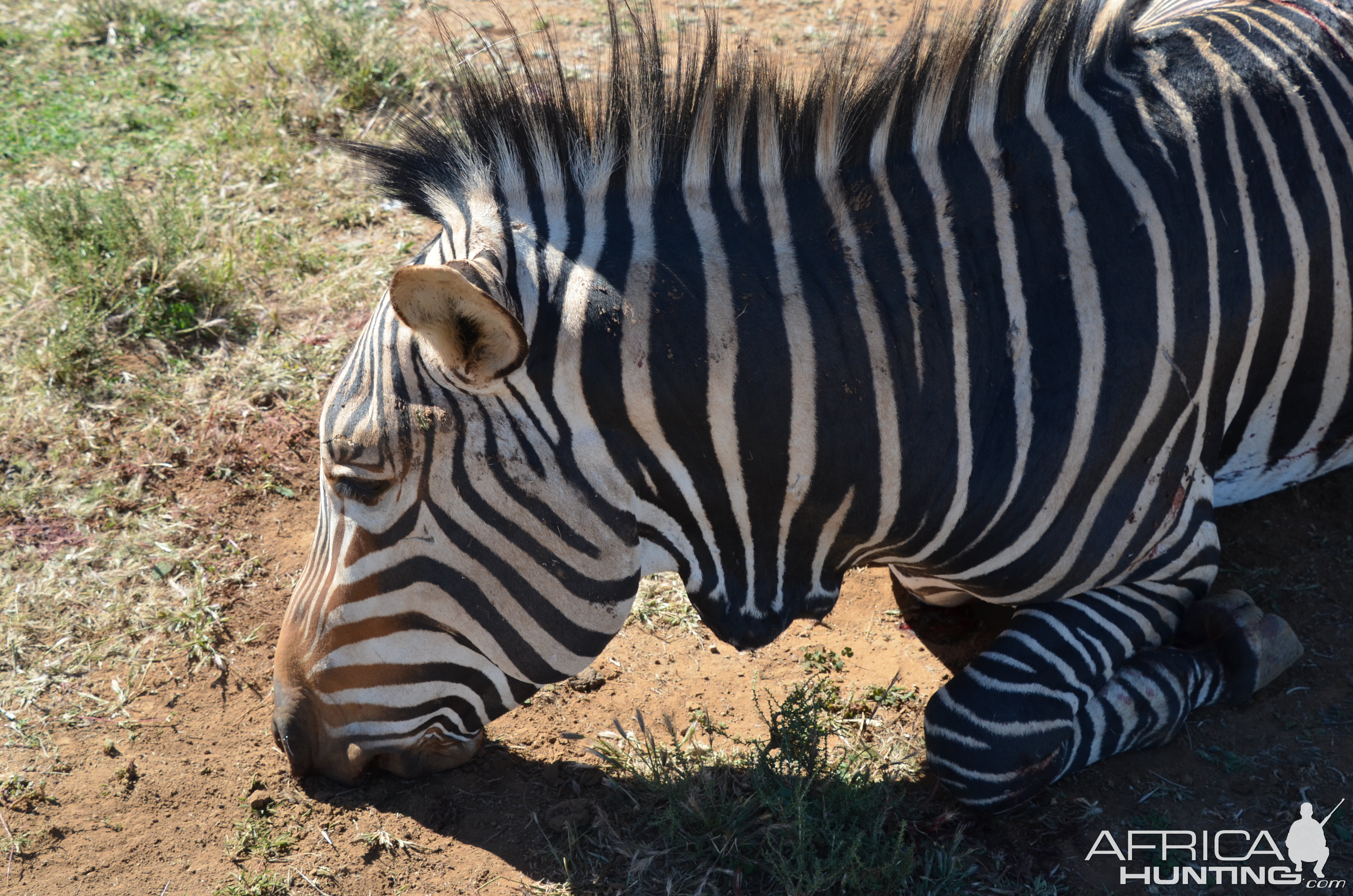 Hunt Hartmann's Mountain Zebra in South Africa