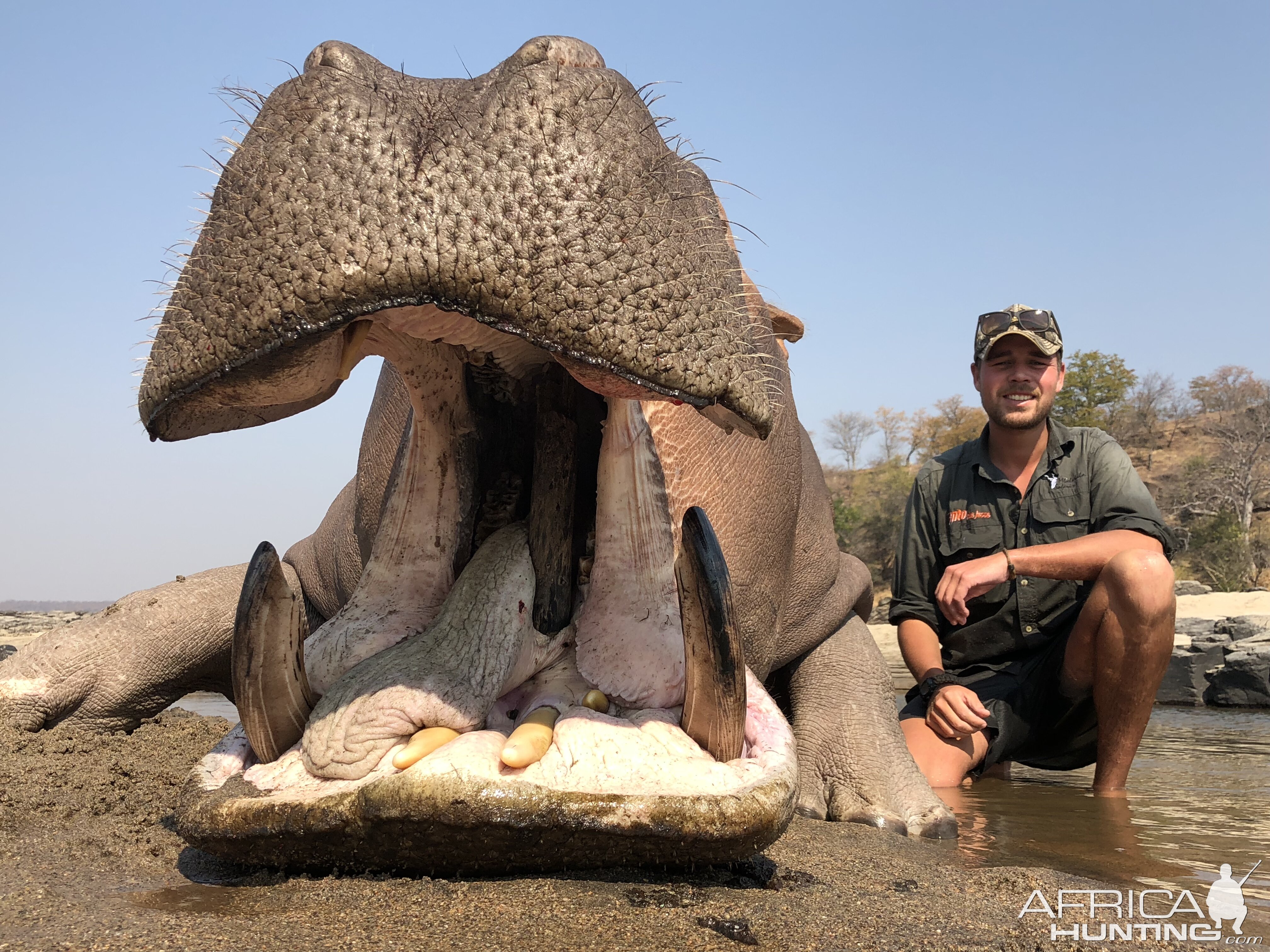 Hunt Hippo in Zimbabwe