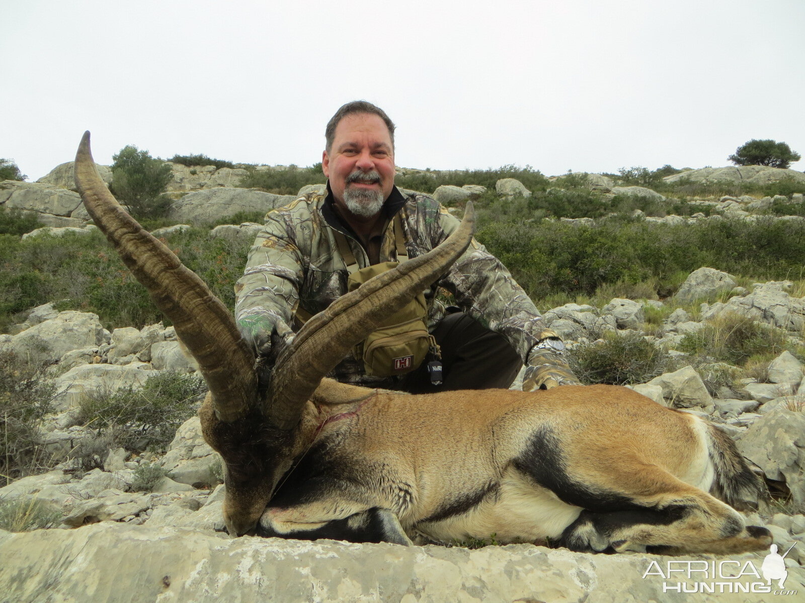 Hunt Ibex in Spain