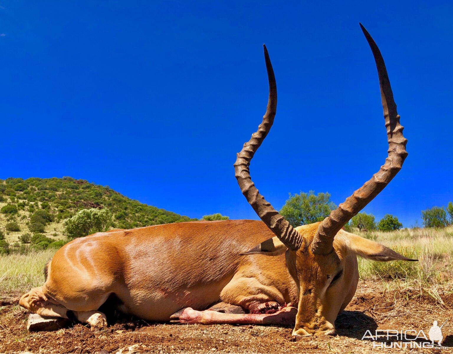 Hunt Impala in South Africa