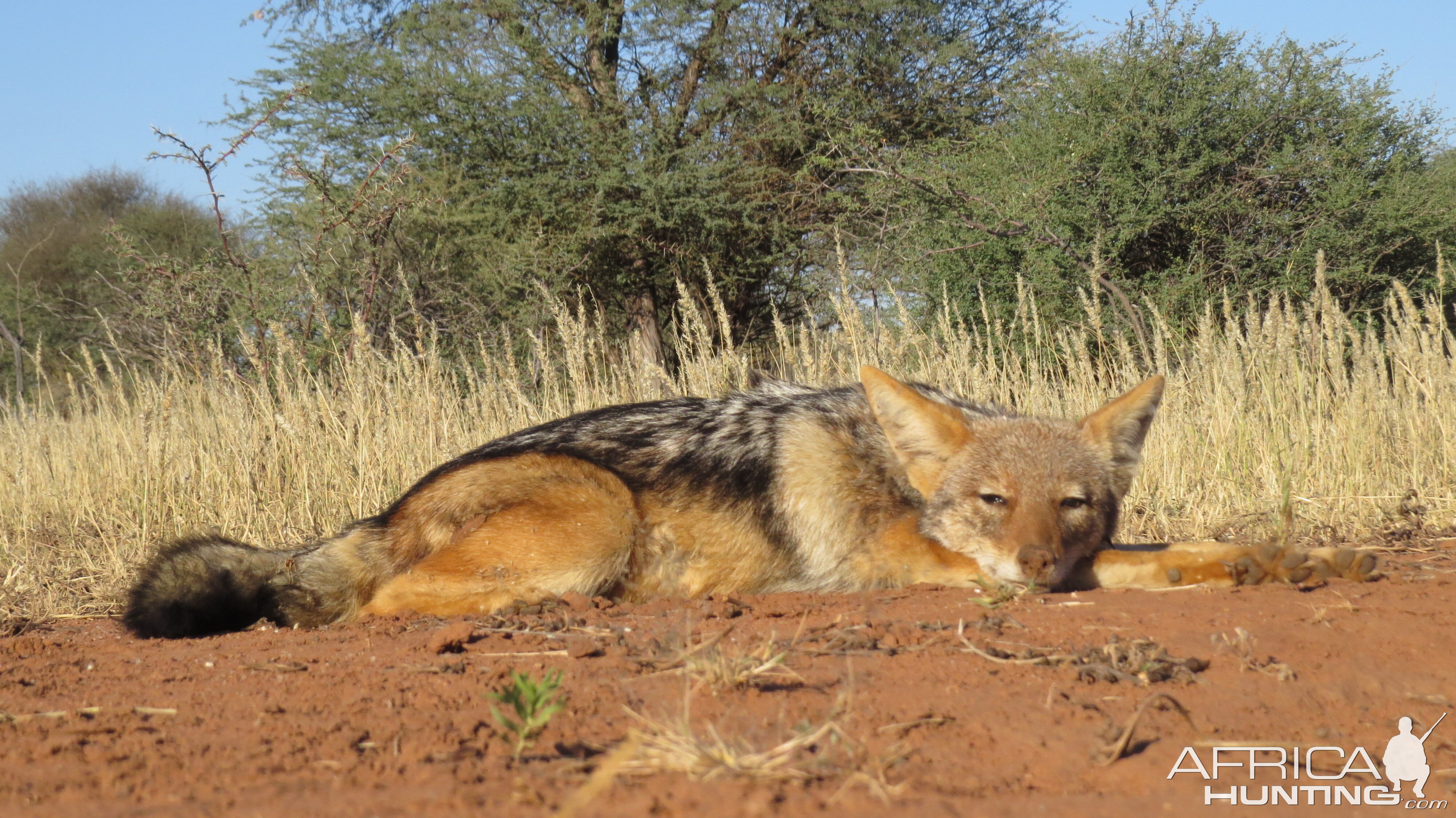 Hunt Jackal in Namibia