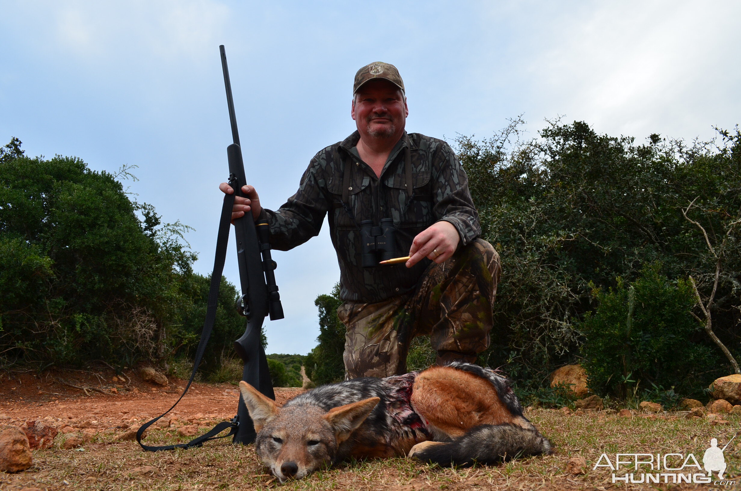 Hunt Jackal in South Africa