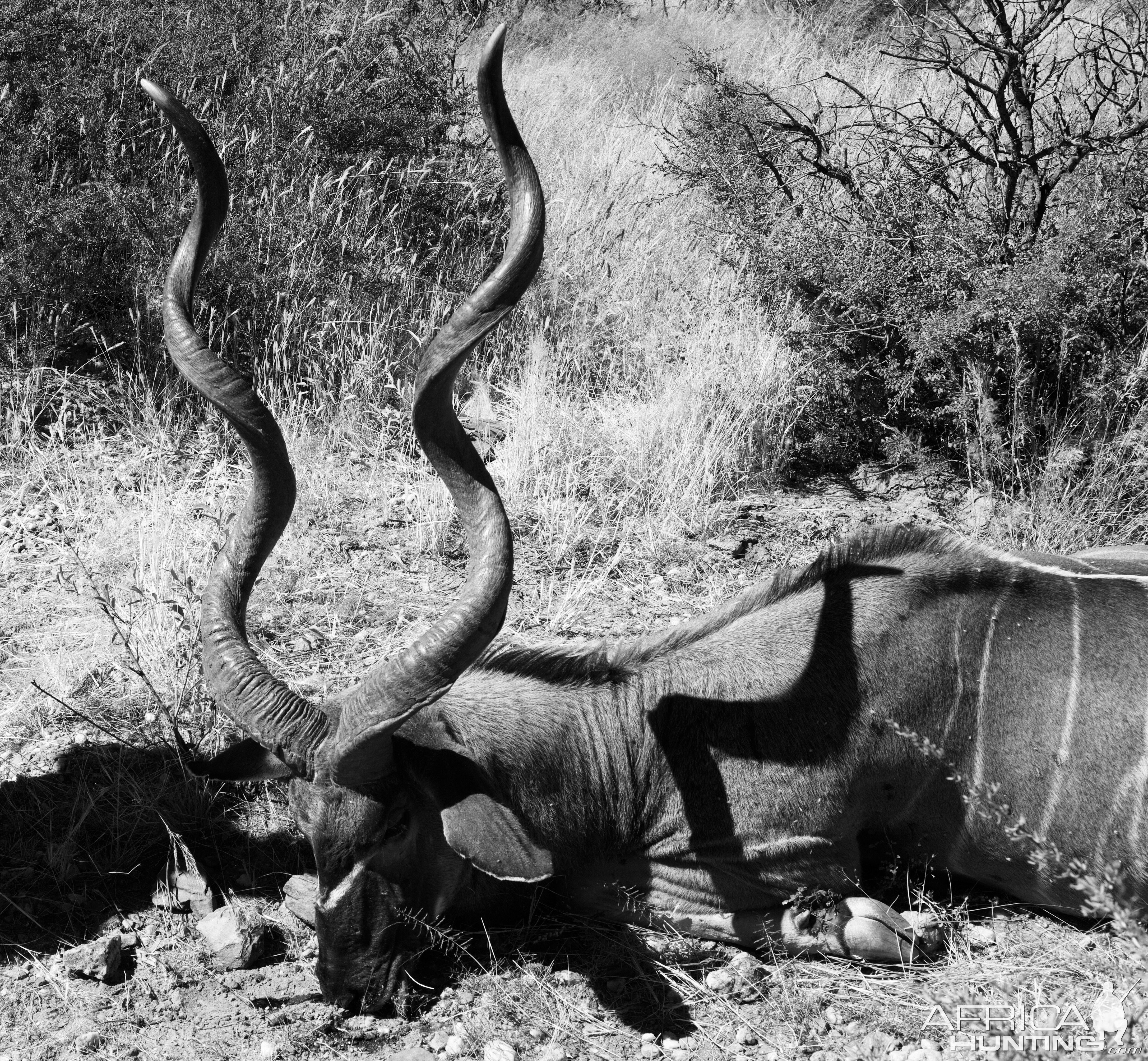 Hunt Kudu in Namibia