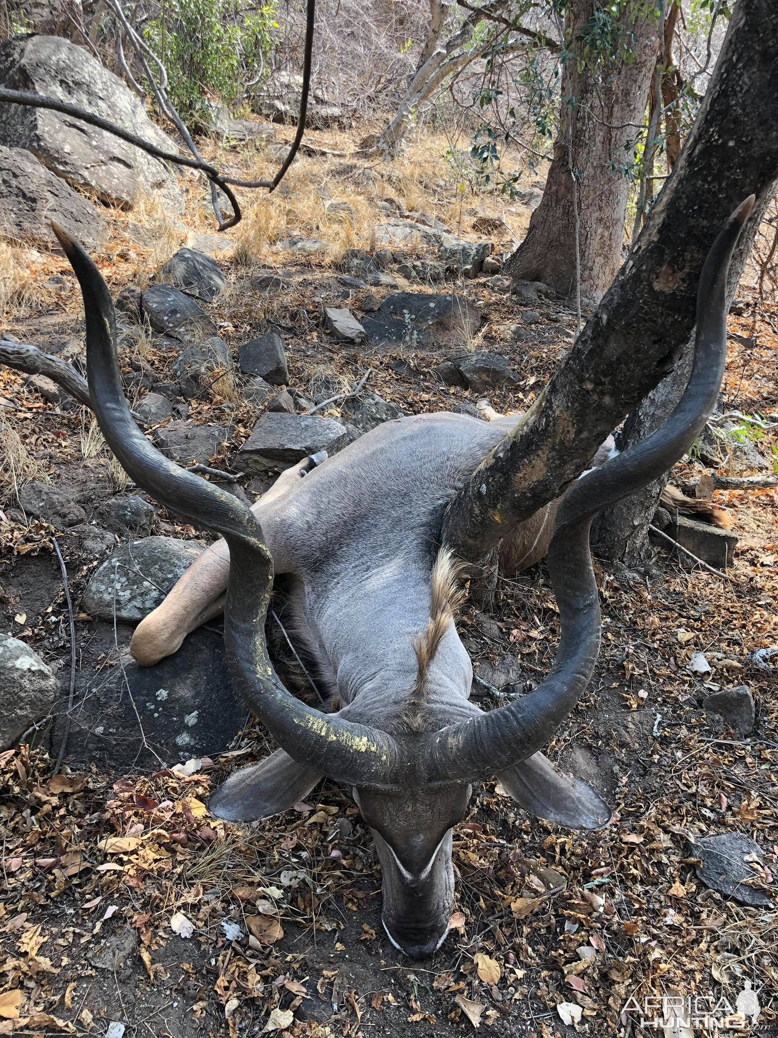 Hunt Kudu in Zimbabwe