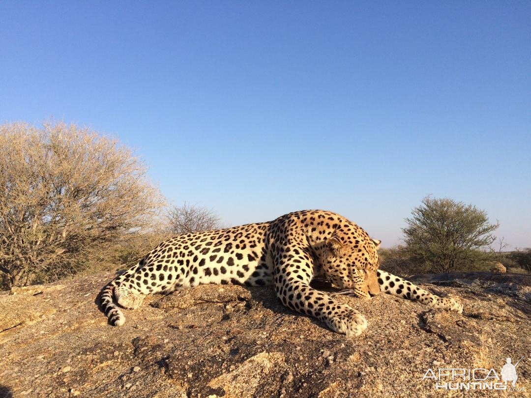 Hunt Leopard in Namibia