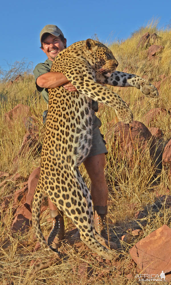 Hunt Leopard in Namibia