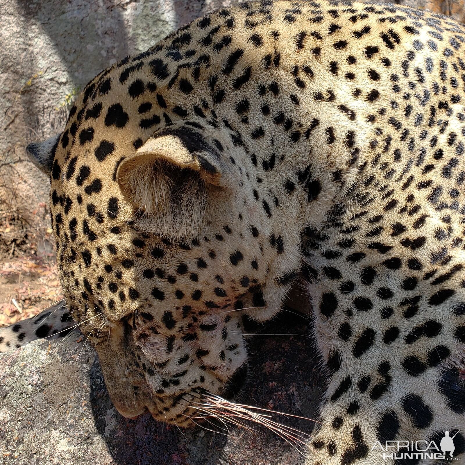 Hunt Leopard in Tanzania