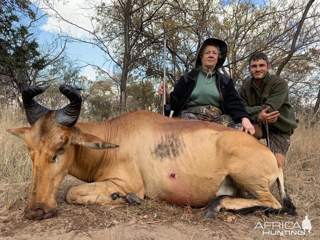 Hunt Lichtenstein's Hartebeest in South Africa