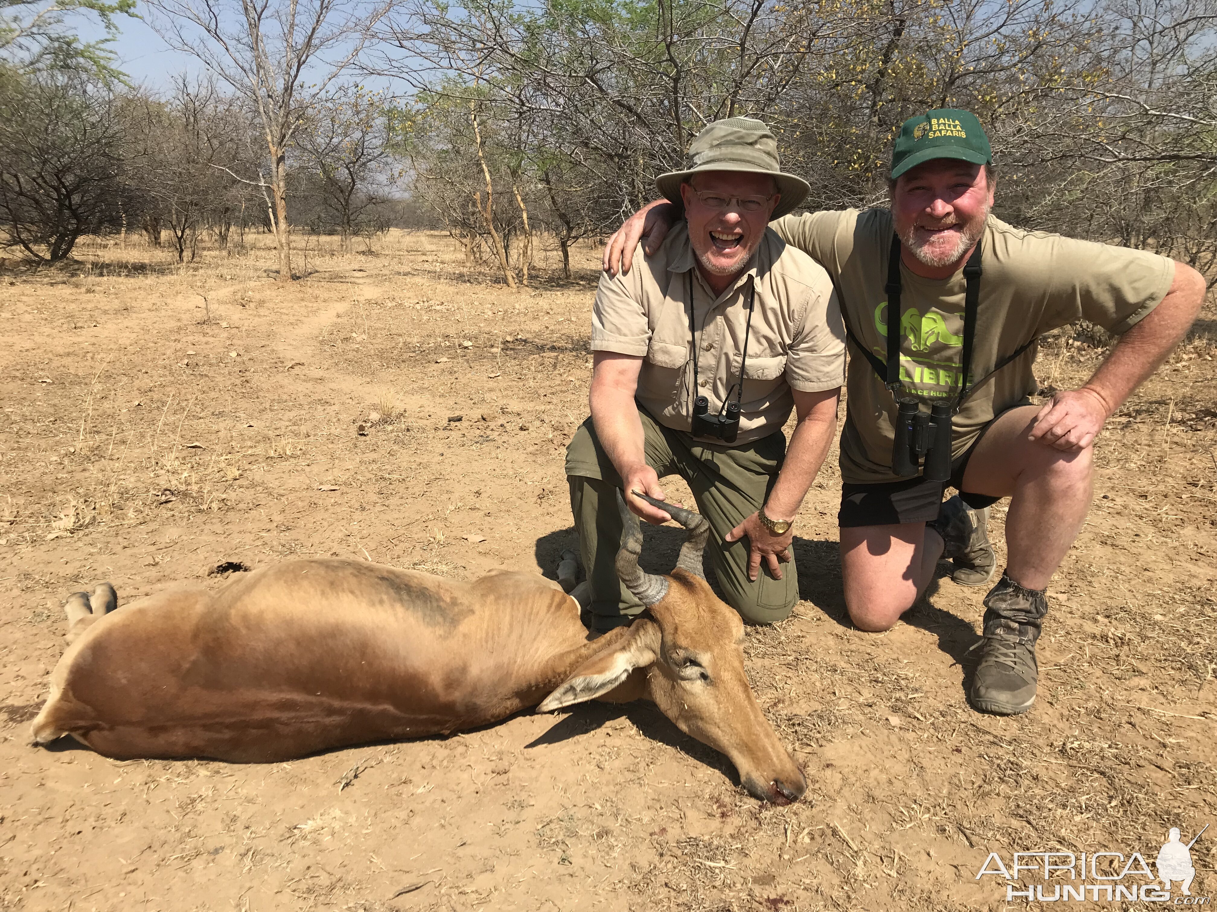 Hunt Lichtenstein's Hartebeest in Zambia