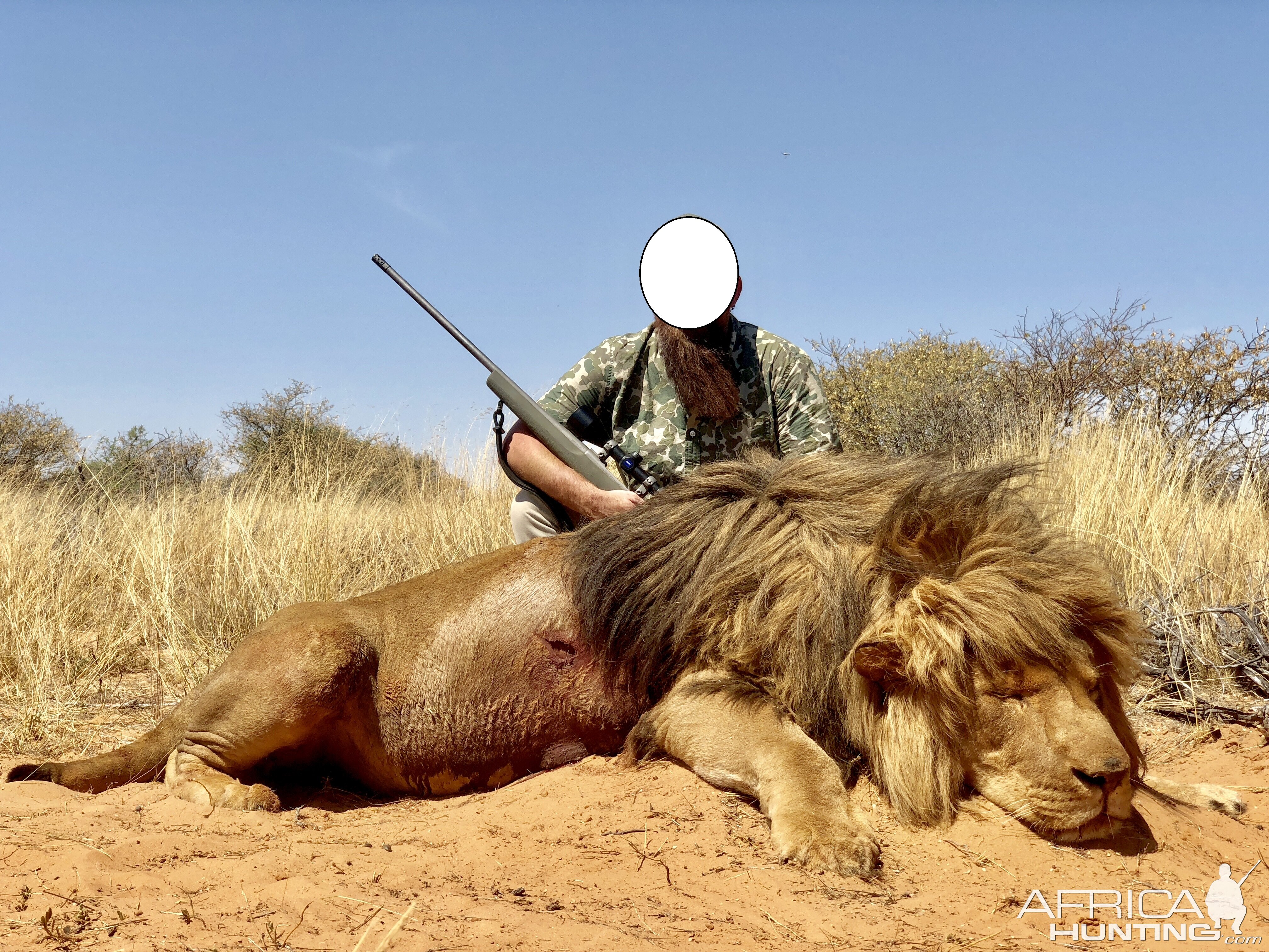 Hunt Lion in South Africa