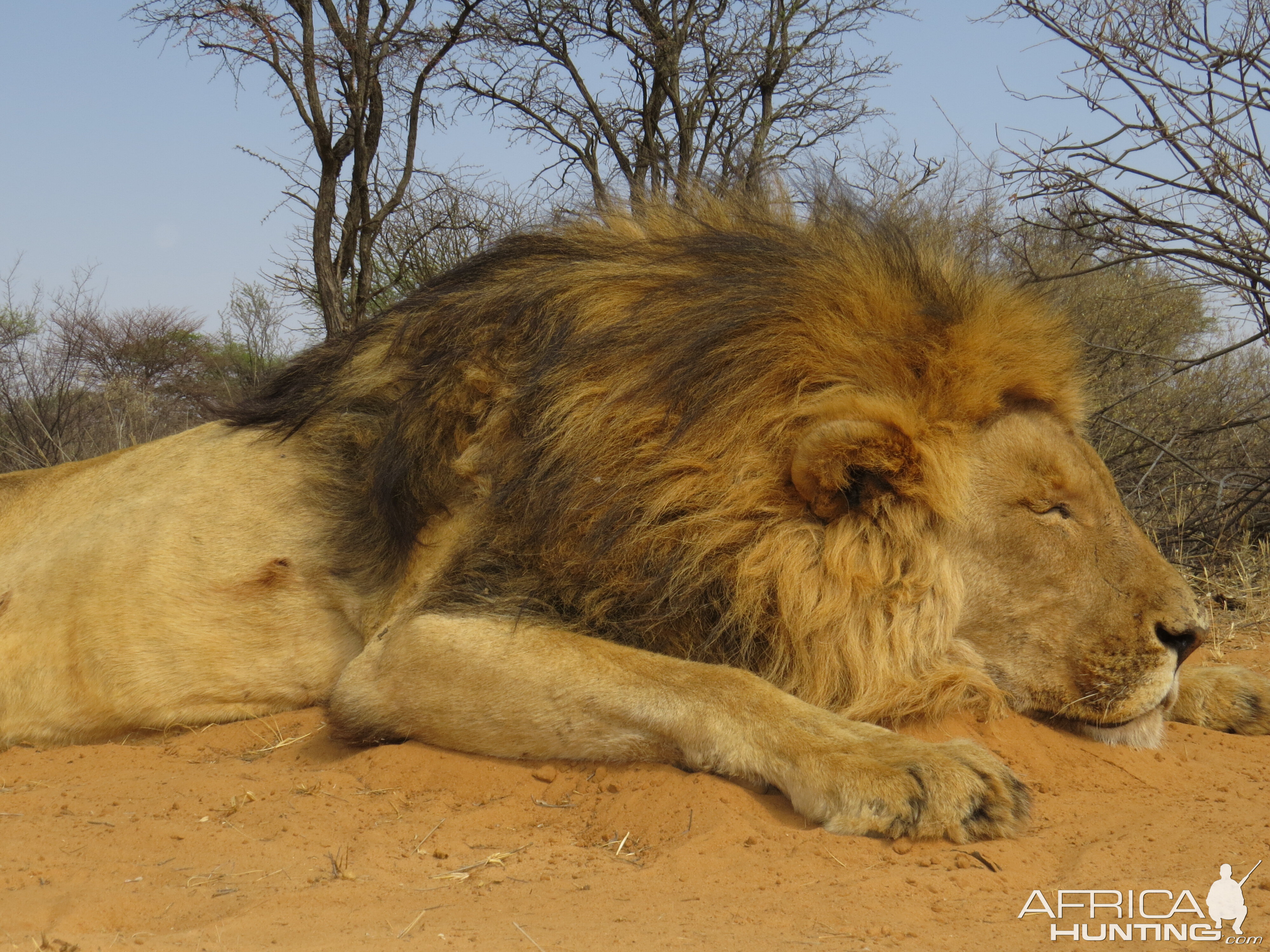 Hunt Lion in South Africa