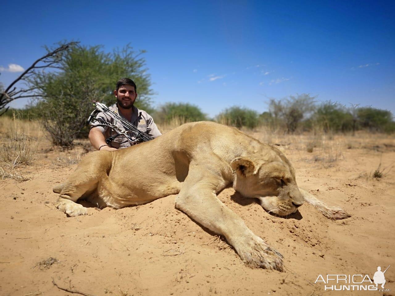 Hunt Lioness in South Africa