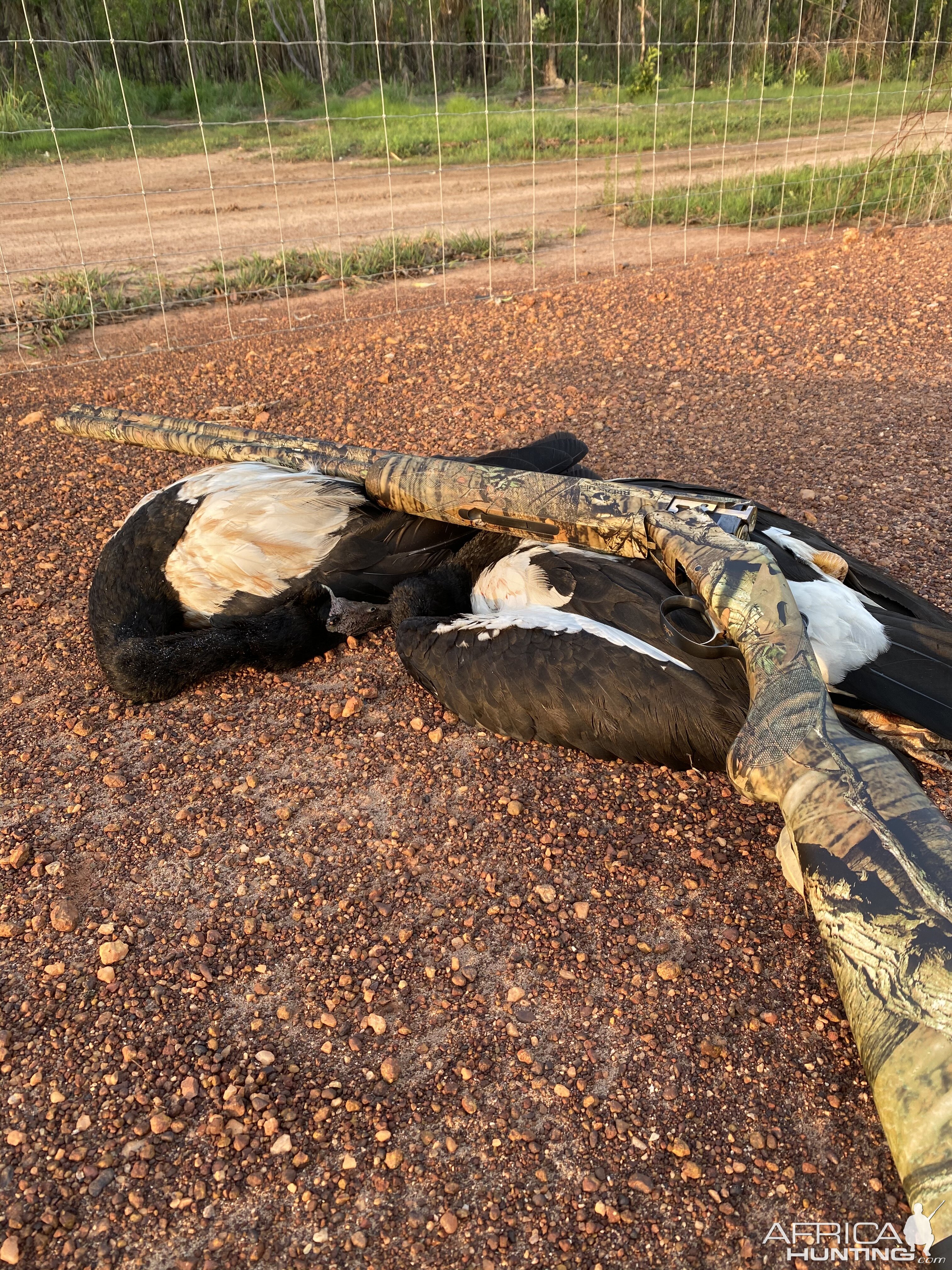 Hunt Magpie Goose in Australia