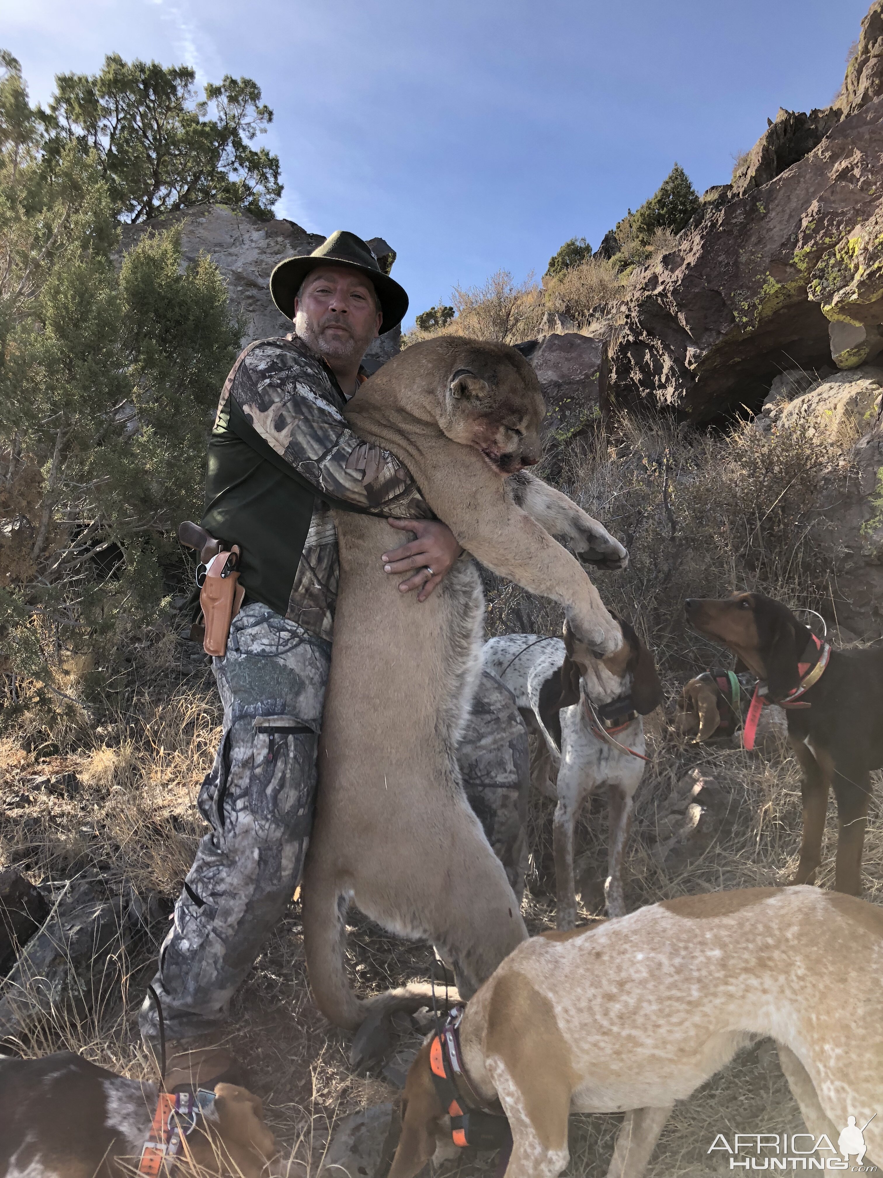 Hunt Mountain Lion Arizona