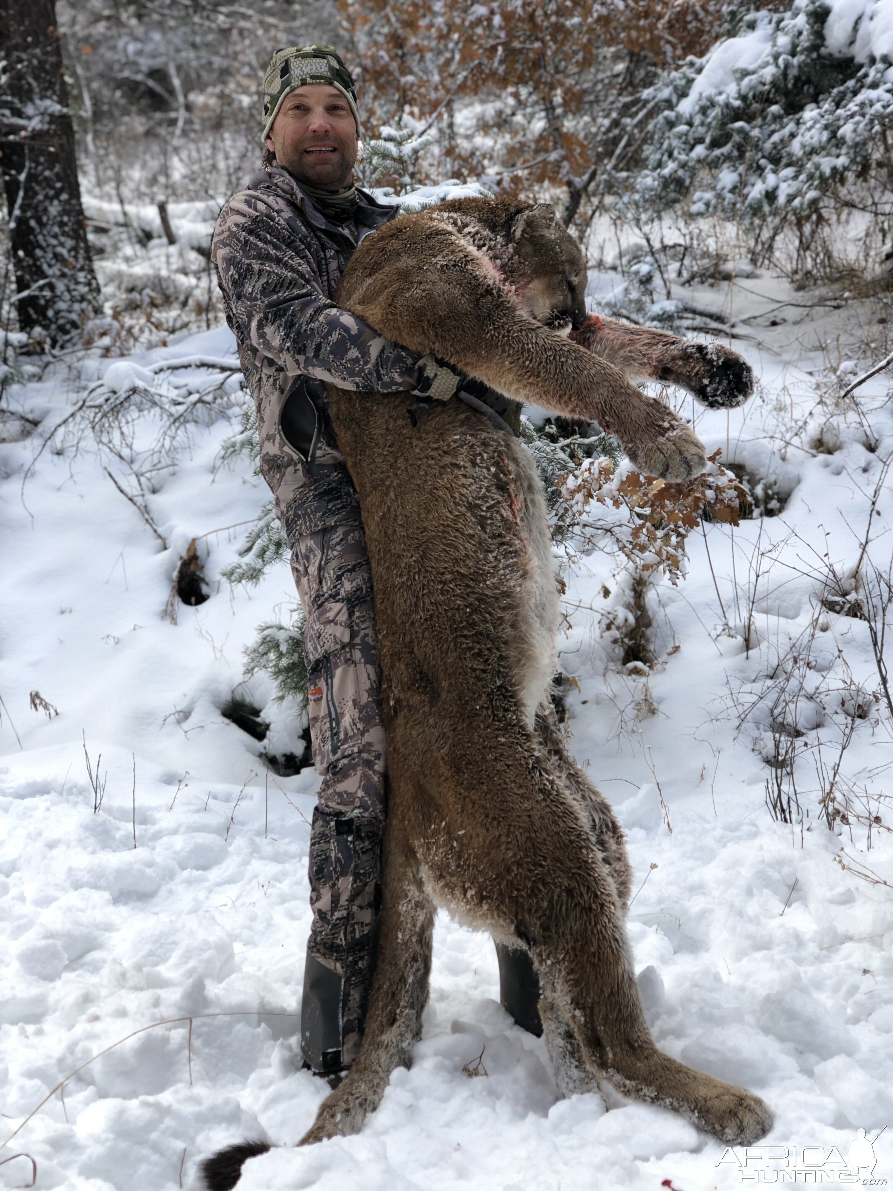 Hunt Mountain Lion in New Mexico USA